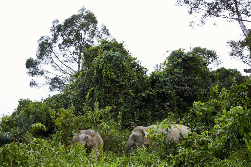 Borneo-Zwergelefanten (Borneo Pygmy Elephants), Tabin